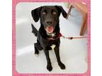 Adopt Laney a German Shepherd Dog / Labrador Retriever / Mixed dog in