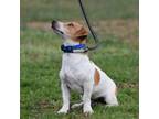 Adopt Rod a Jack Russell Terrier, Mixed Breed