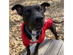 Adopt Barnacle Boy a Black American Pit Bull Terrier / Mixed dog in Bryan