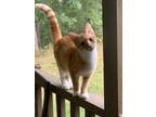 Adopt Marty McFly23 a Domestic Shorthair / Mixed (short coat) cat in