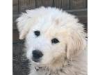Great Pyrenees Puppy for sale in Bonanza, OR, USA