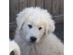 Great Pyrenees Puppy for sale in Bonanza, OR, USA