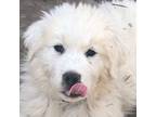 Great Pyrenees Puppy for sale in Bonanza, OR, USA