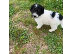 Mutt Puppy for sale in Ava, MO, USA