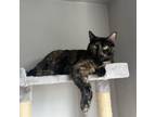Adopt Rey a Tortoiseshell Domestic Shorthair / Mixed cat in St.