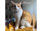 Adopt Nemo a Orange or Red Domestic Longhair / Mixed cat in Youngwood