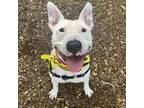Adopt Tank a White - with Tan, Yellow or Fawn Bull Terrier / Mixed dog in