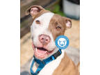 Adopt RiRi a Tan/Yellow/Fawn American Pit Bull Terrier / Mixed dog in