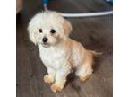 Maltese Puppy for sale in Rome, GA, USA