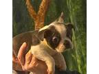 Boston Terrier Puppy for sale in Lawrenceburg, KY, USA