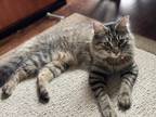 Adopt Ukulele a Brown Tabby Domestic Mediumhair / Mixed (medium coat) cat in