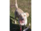 Adopt Tinsly a Tan/Yellow/Fawn - with White Labrador Retriever dog in Plymouth