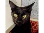 Adopt Mo Jo a All Black Domestic Shorthair / Mixed cat in Tallahassee