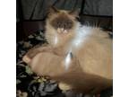 Adopt Rosebud a White Snowshoe / Mixed cat in Long Beach, CA (38474053)