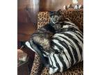 Adopt Rosalina a Domestic Shorthair / Mixed (short coat) cat in Lawrenceville