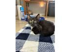 Adopt Bond, James Bond a Domestic Short Hair