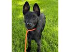 Adopt Tiya a Terrier (Unknown Type, Small) / Labrador Retriever / Mixed dog in