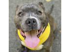 Adopt Donald a Gray/Silver/Salt & Pepper - with Black Pit Bull Terrier / Mixed