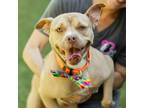 Adopt Billy Joe a Tan/Yellow/Fawn Pit Bull Terrier / Mixed dog in Greensboro