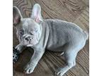 French Bulldog Puppy for sale in Mount Vernon, WA, USA