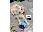 Adopt Fitz a Labrador Retriever, Great Pyrenees