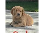 Golden Retriever Puppy for sale in Kuna, ID, USA
