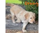 Golden Retriever Puppy for sale in Kuna, ID, USA