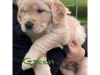 Golden Retriever Puppy for sale in Kuna, ID, USA