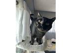 Adopt Oliver a All Black Domestic Shorthair / Mixed (short coat) cat in Fort