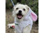 Adopt Wally a White - with Tan, Yellow or Fawn Rat Terrier / Mixed dog in Santa