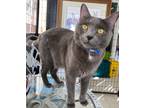 Adopt NILES a Russian Blue / Mixed (short coat) cat in Lemoore, CA (38591237)