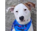 Adopt Bert a White - with Tan, Yellow or Fawn Mixed Breed (Medium) / Mixed dog