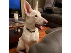 Adopt Mercy a White - with Tan, Yellow or Fawn German Shepherd Dog / Mixed dog