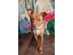 Adopt Miss Blane a Brown/Chocolate - with White Labrador Retriever dog in