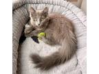 Adopt Wallnut a Gray or Blue Domestic Longhair / Mixed cat in Costa Mesa
