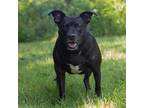 Adopt Polly a Black Mixed Breed (Medium) / Mixed dog in QUINCY, FL (38436939)