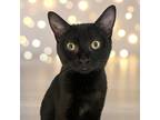 Adopt Wave a All Black Domestic Shorthair / Mixed cat in Palatine, IL (38634595)
