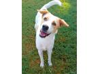 Adopt Bogart a Labrador Retriever / Mixed Breed (Medium) / Mixed dog in Tool
