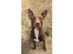 Adopt Nala a Australian Kelpie / Mixed dog in Tool, TX (38606283)
