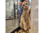 Adopt Riddler a Orange or Red Domestic Shorthair / Mixed cat in Austin