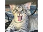 Adopt Munchkin a Gray or Blue Domestic Shorthair / Mixed cat in Lantana