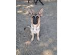 Adopt RAMBO a German Shepherd Dog / Belgian Malinois / Mixed dog in Lemoore