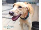 Adopt Bubba Red a Tan/Yellow/Fawn Labrador Retriever / Mixed dog in Emory