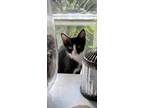 Adopt Markey a Black & White or Tuxedo Domestic Shorthair / Mixed cat in