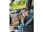 Adopt Evan #BAC-A-238 a Pit Bull Terrier