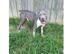 Adopt Evan #BAC-A-238 a Pit Bull Terrier