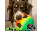 Adopt Hank (Courtesy Post) a Australian Shepherd dog in Council Bluffs