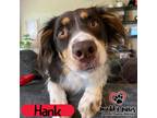 Adopt Hank (Courtesy Post) a Australian Shepherd dog in Council Bluffs