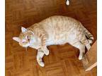 Adopt Pecan a Domestic Shorthair / Mixed (short coat) cat in Brigham City -