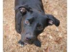 Adopt Dabi 23 a Labrador Retriever / Mixed Breed (Medium) / Mixed dog in